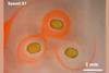 image of magnetic fluid in action moving droplets